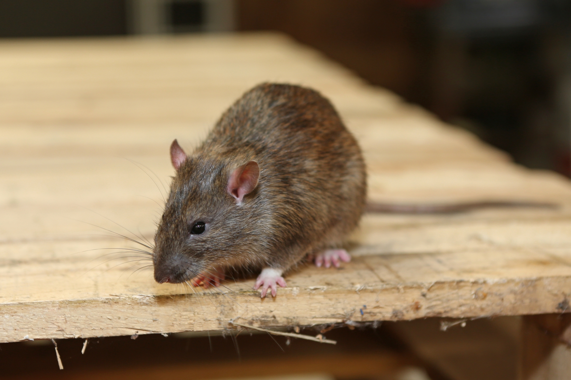 Rat Infestation, Pest Control in Chislehurst, Elmstead, BR7. Call Now 020 8166 9746
