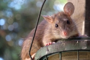 Rat extermination, Pest Control in Chislehurst, Elmstead, BR7. Call Now 020 8166 9746