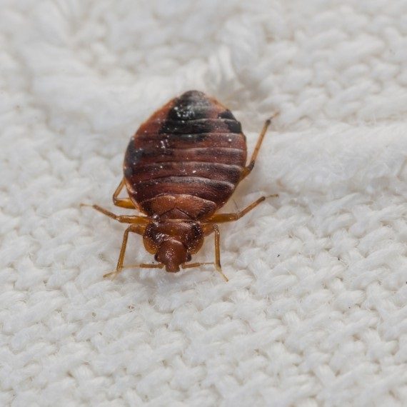 Bed Bugs, Pest Control in Chislehurst, Elmstead, BR7. Call Now! 020 8166 9746