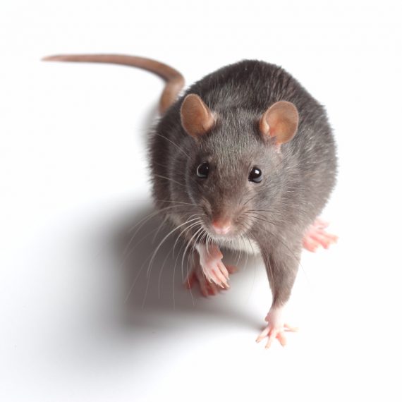 Rats, Pest Control in Chislehurst, Elmstead, BR7. Call Now! 020 8166 9746