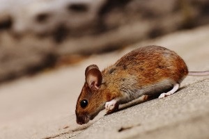 Mice Exterminator, Pest Control in Chislehurst, Elmstead, BR7. Call Now 020 8166 9746
