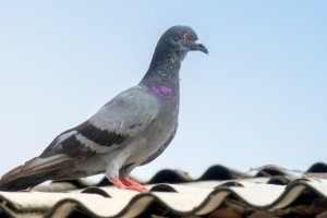 Pigeon Pest, Pest Control in Chislehurst, Elmstead, BR7. Call Now 020 8166 9746