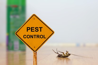Pest Contol in Chislehurst, Elmstead, BR7. Call Now 020 8166 9746