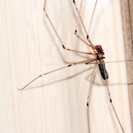 Spiders, Pest Control in Chislehurst, Elmstead, BR7. Call Now! 020 8166 9746
