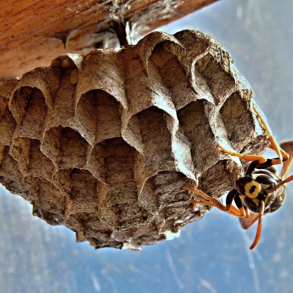 Wasps Nest, Pest Control in Chislehurst, Elmstead, BR7. Call Now! 020 8166 9746